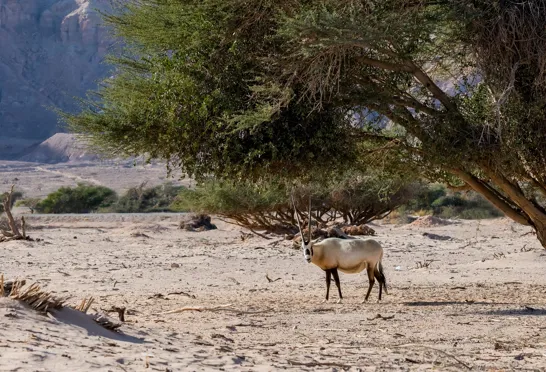 Den arabiske oryx er blevet genintroduceret i Jordan. Foto Viktors Farmor