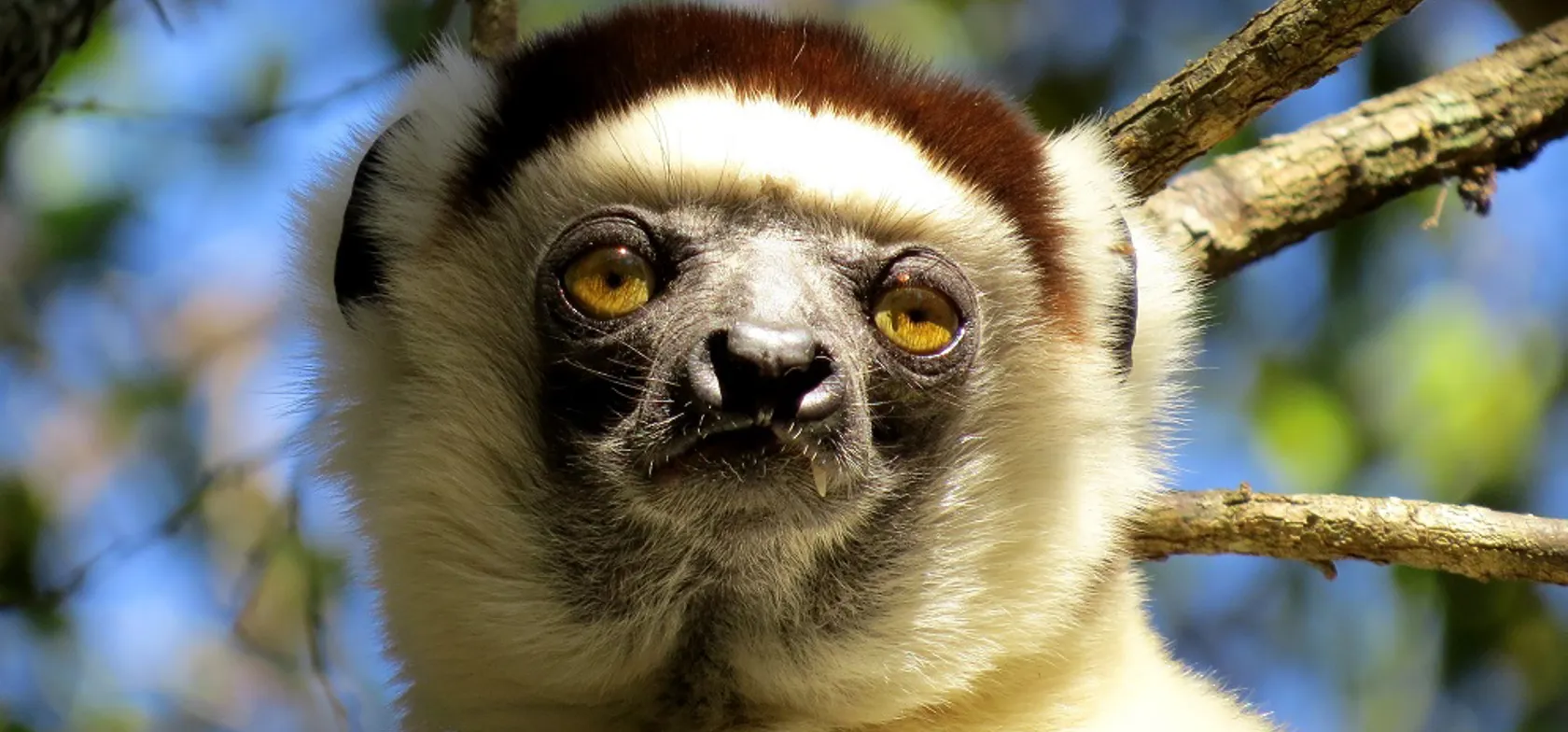 Der findes op mod 100 arter af lemurer, og de er alle endemiske for Madagaskar. Foto Esben Gynther
