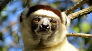 Der findes op mod 100 arter af lemurer, og de er alle endemiske for Madagaskar. Foto Esben Gynther