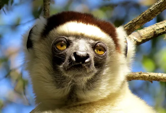 Der findes op mod 100 arter af lemurer, og de er alle endemiske for Madagaskar. Foto Esben Gynther