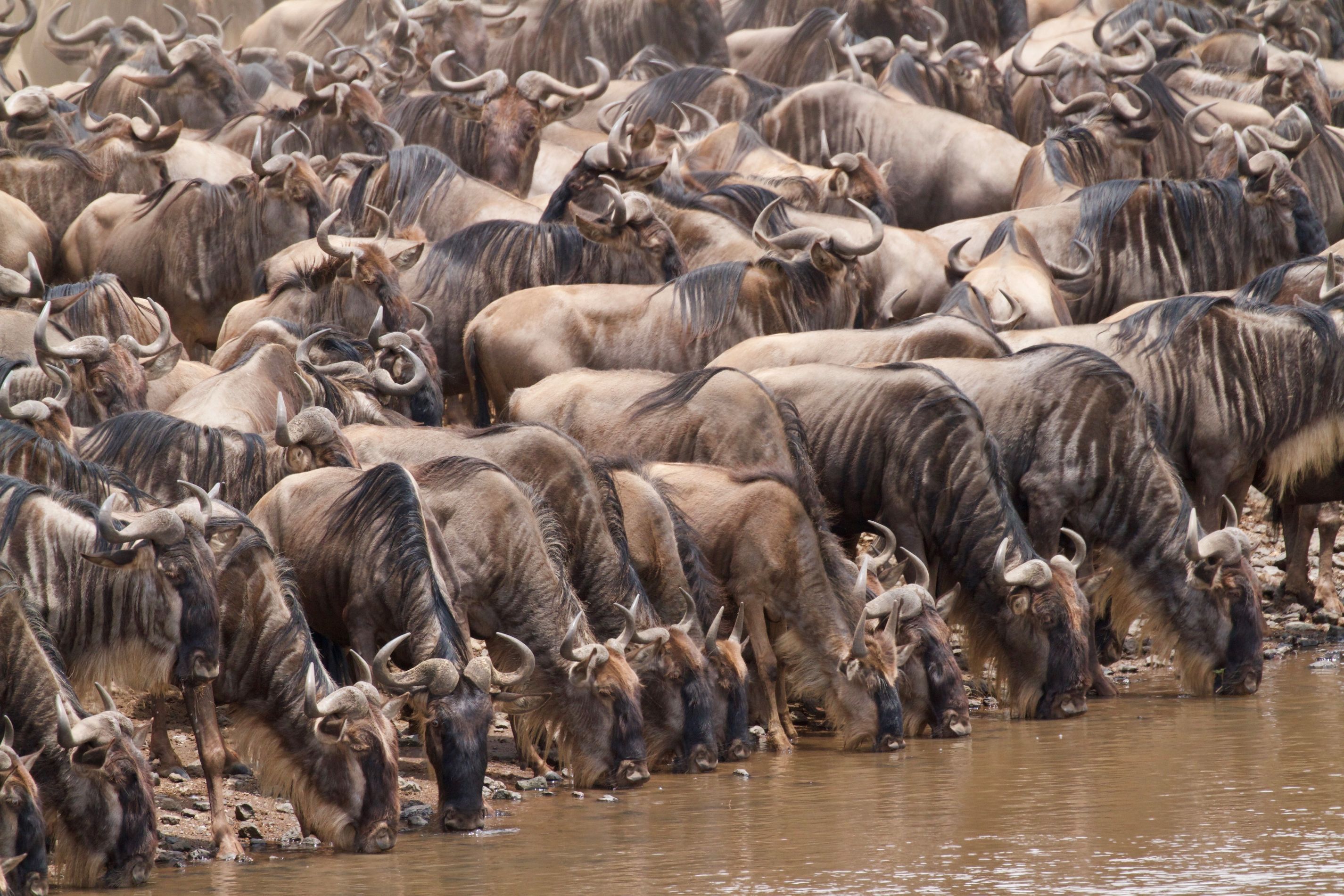 Gnuerne gør klar til at krydse Mara-floden i Masai Mara. Foto Anders Stoustrup