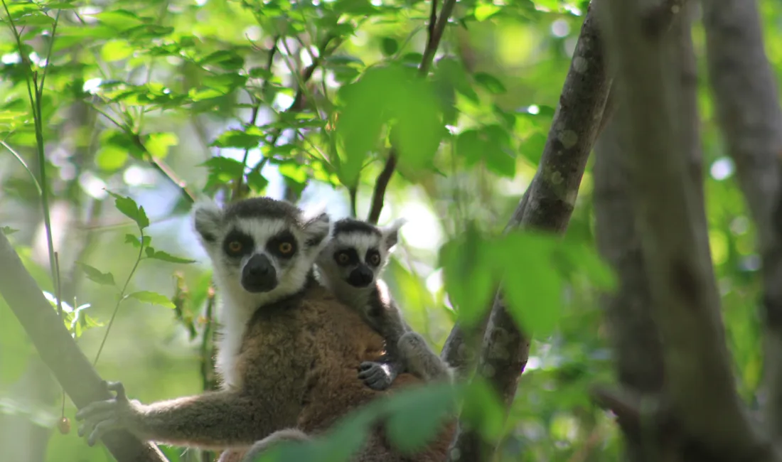 Den ringhalede lemur er kun en blandt mange lemurarter på Madagaskar. Foto Steen Larsen