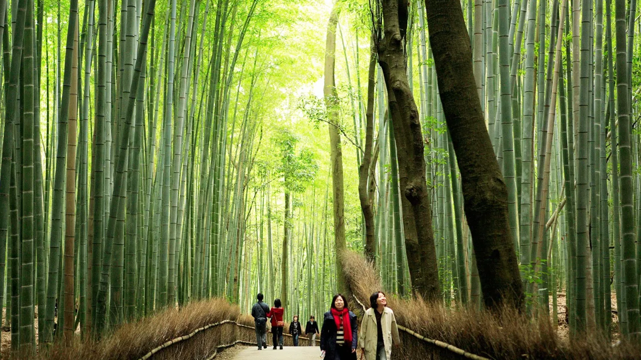 Fritiden i Kyoto kunne for eksempel bruges på at besøge bambusskoven i Arashiyama. Foto Anders Stoustrup