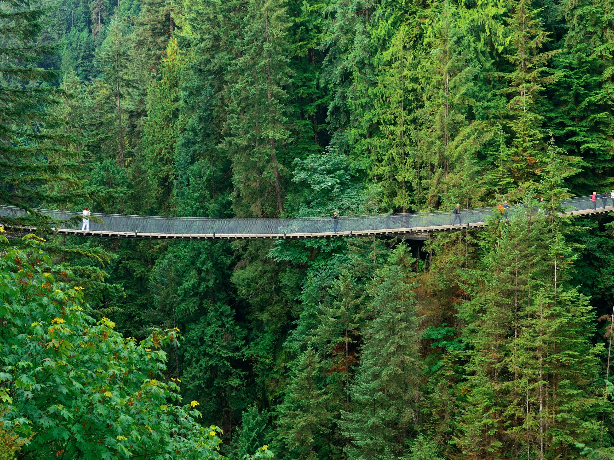 Den 137 m. lange Capilano Suspension Bridge. Foto Viktors Farmor