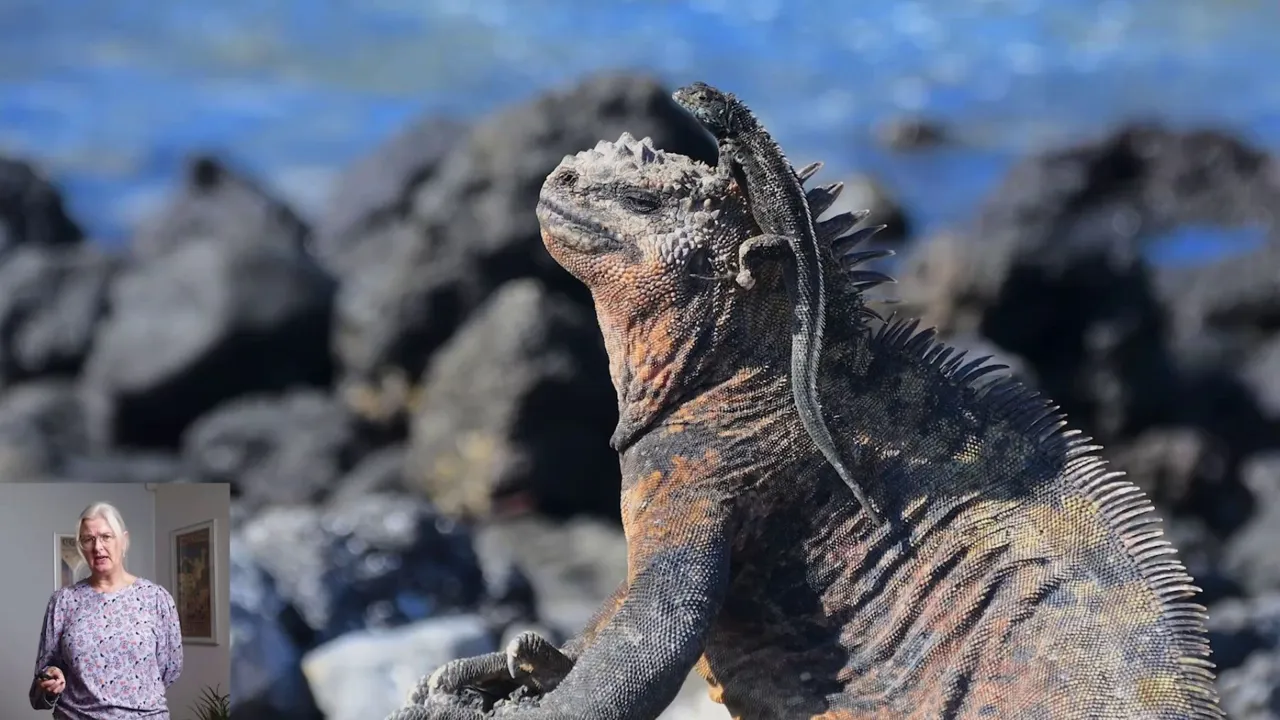 Hør vores rejseleder Hanne Christensen fortælle om Ecuador og Galapagos