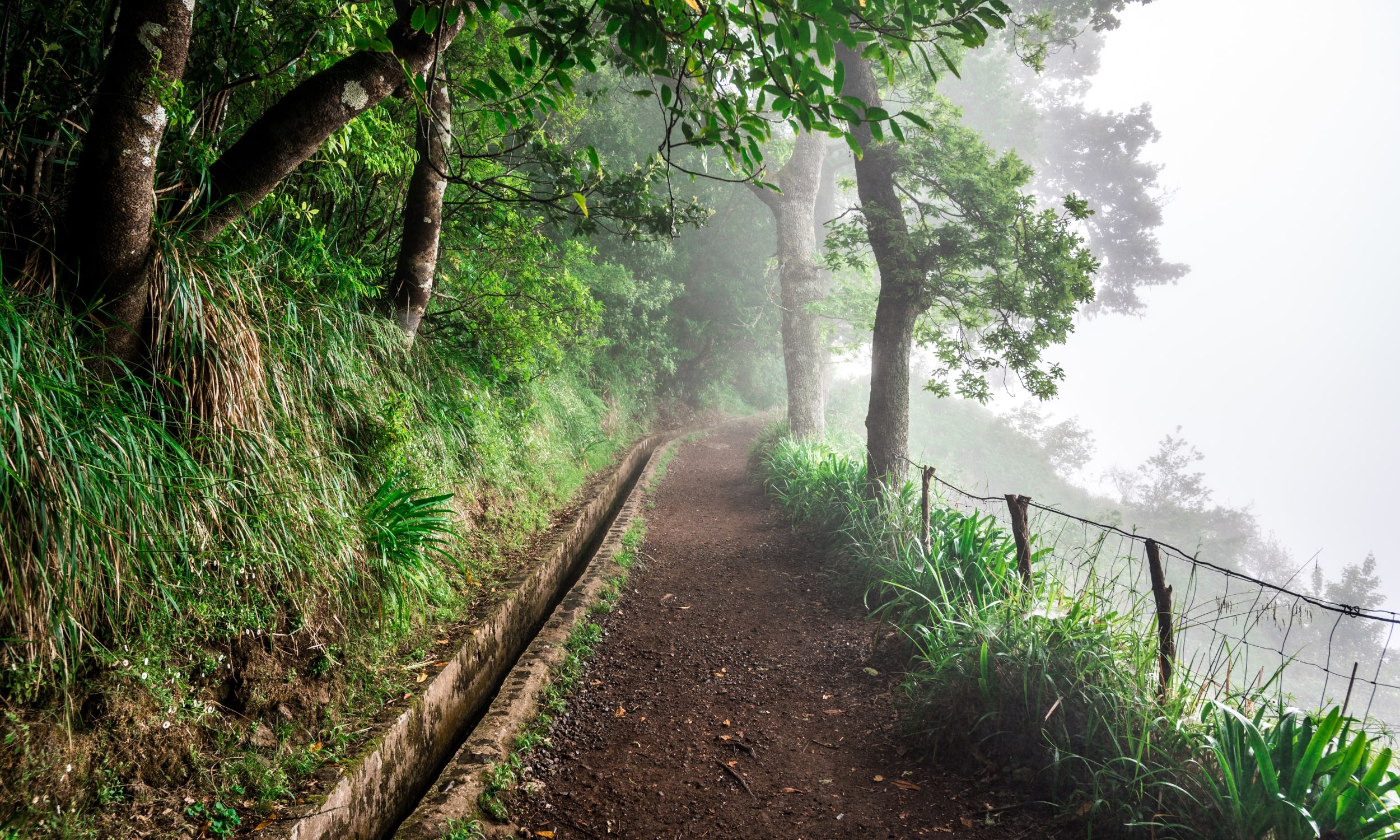 Vi går en kort levada i de fredede laurbær skove. Foto Viktors Farmor