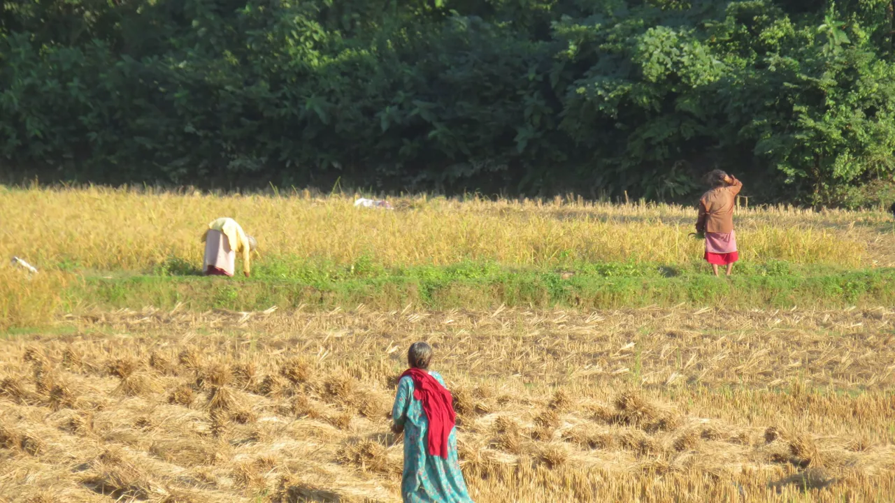 Arbejdet i marken foregår ofte med håndkraft. Foto af Helle Lefevre