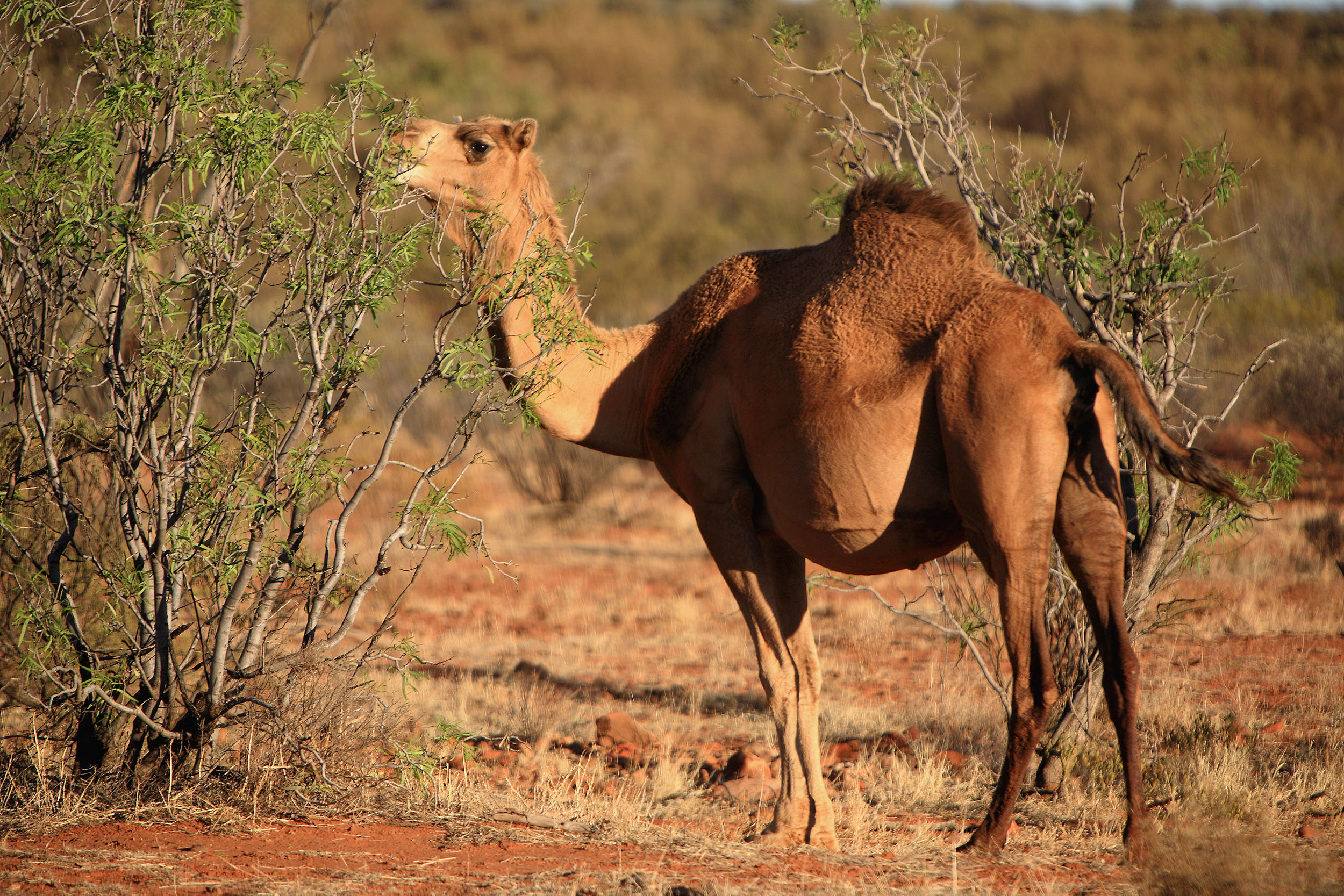 Vilde kameler ses af og til langs vejene i det centrale Australien. Foto af Anders Stoustrup