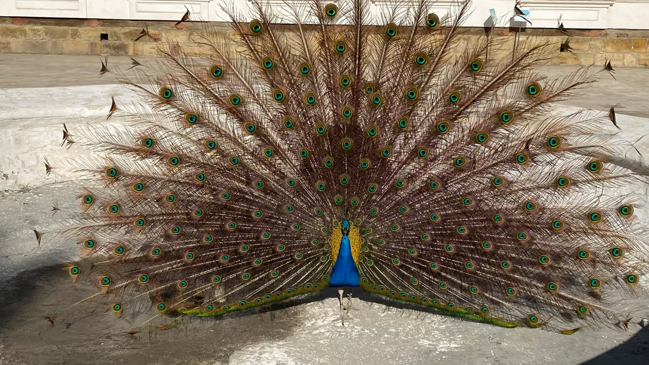 Påfugl foran Sitorai Mokhi Khosa, sommerresidensen for den sidste emir i Bukhara. Foto Michael Høeg Andersen