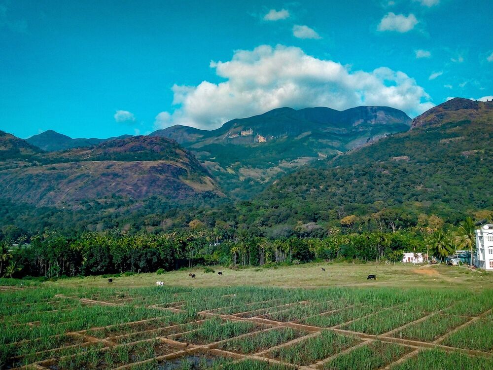 Landbrugslandskab i Marayoor med lokale marker og små landsbyhuse. Foto Viktors Farmor