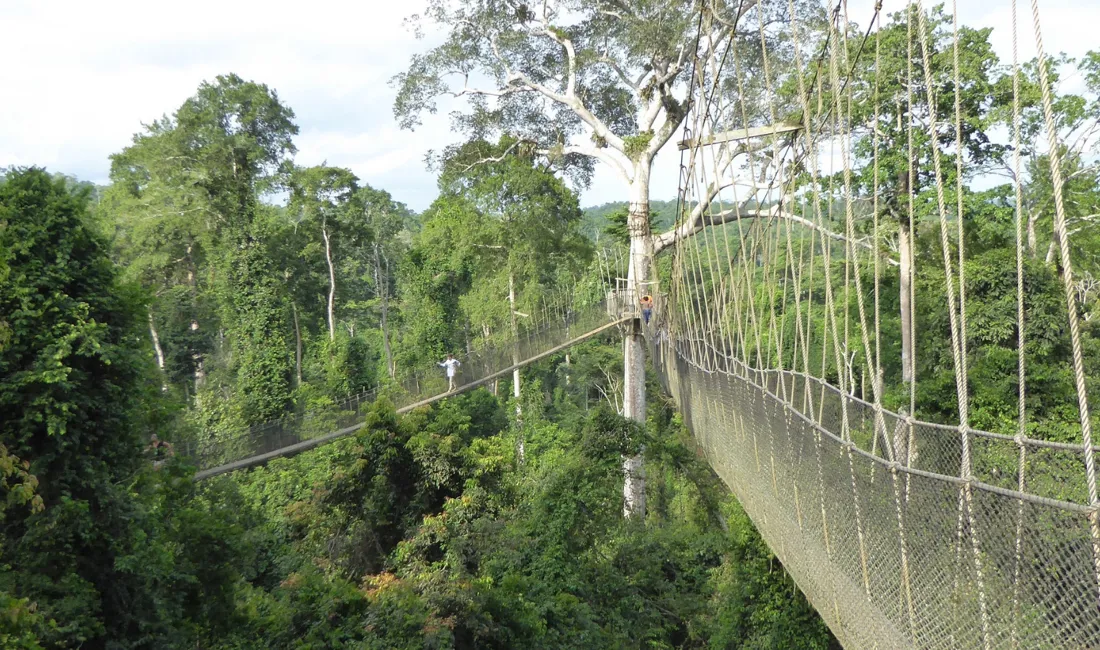 Flotte udsigter fra hængebroerne i Kakum nationalparkens regnskov. Foto Michael Andersen