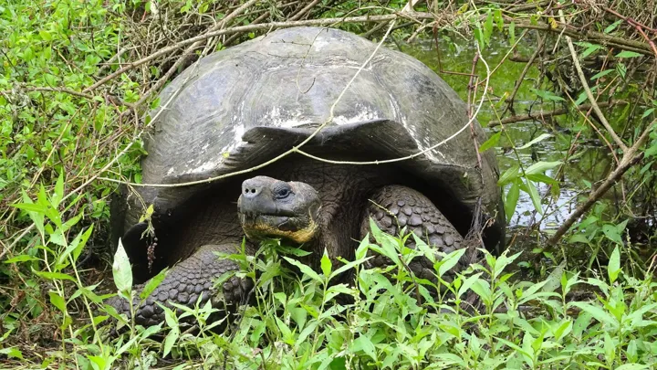 Den storslåede kæmpeskildpadde er vel nærmest ikonisk for Galapagos. Foto Lea Nielsen
