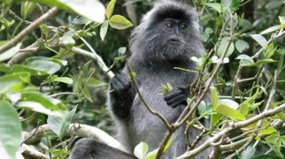 Sølv languren er hovedsageligt trælevende. Foto Hanne Christensen
