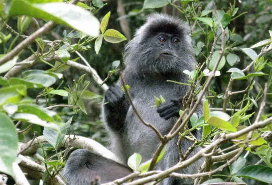 Sølv languren er hovedsageligt trælevende. Foto Hanne Christensen