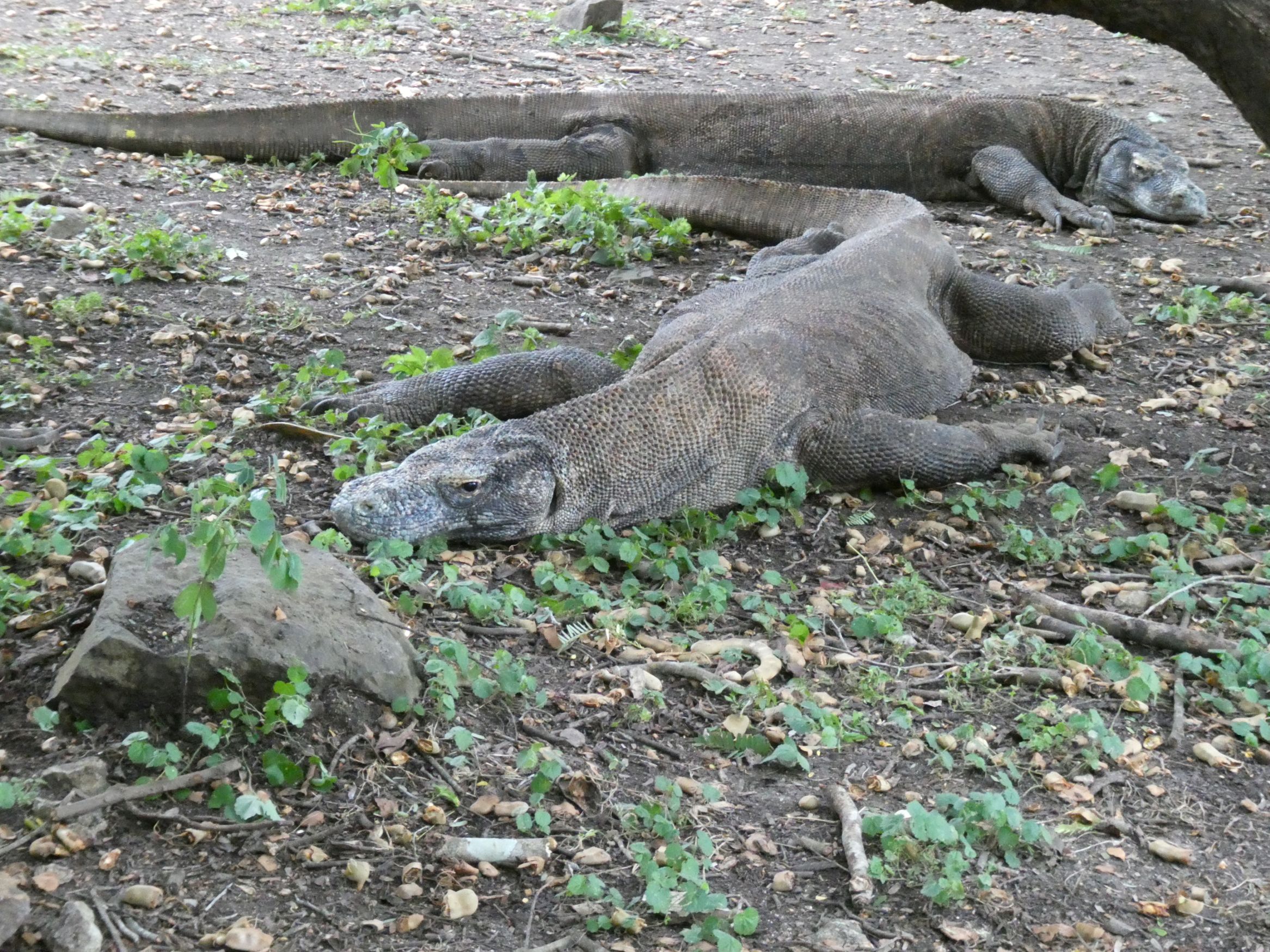 På øen Komodo oplever vi komodovaraner, der er verdens største krybdyr. Foto Michael Høeg Andersen