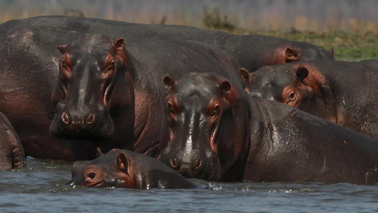 Vi skal på safari i South Luangwa nationalparken, hvor vi blandt andet kan se flodheste. Foto Erik Hermansen
