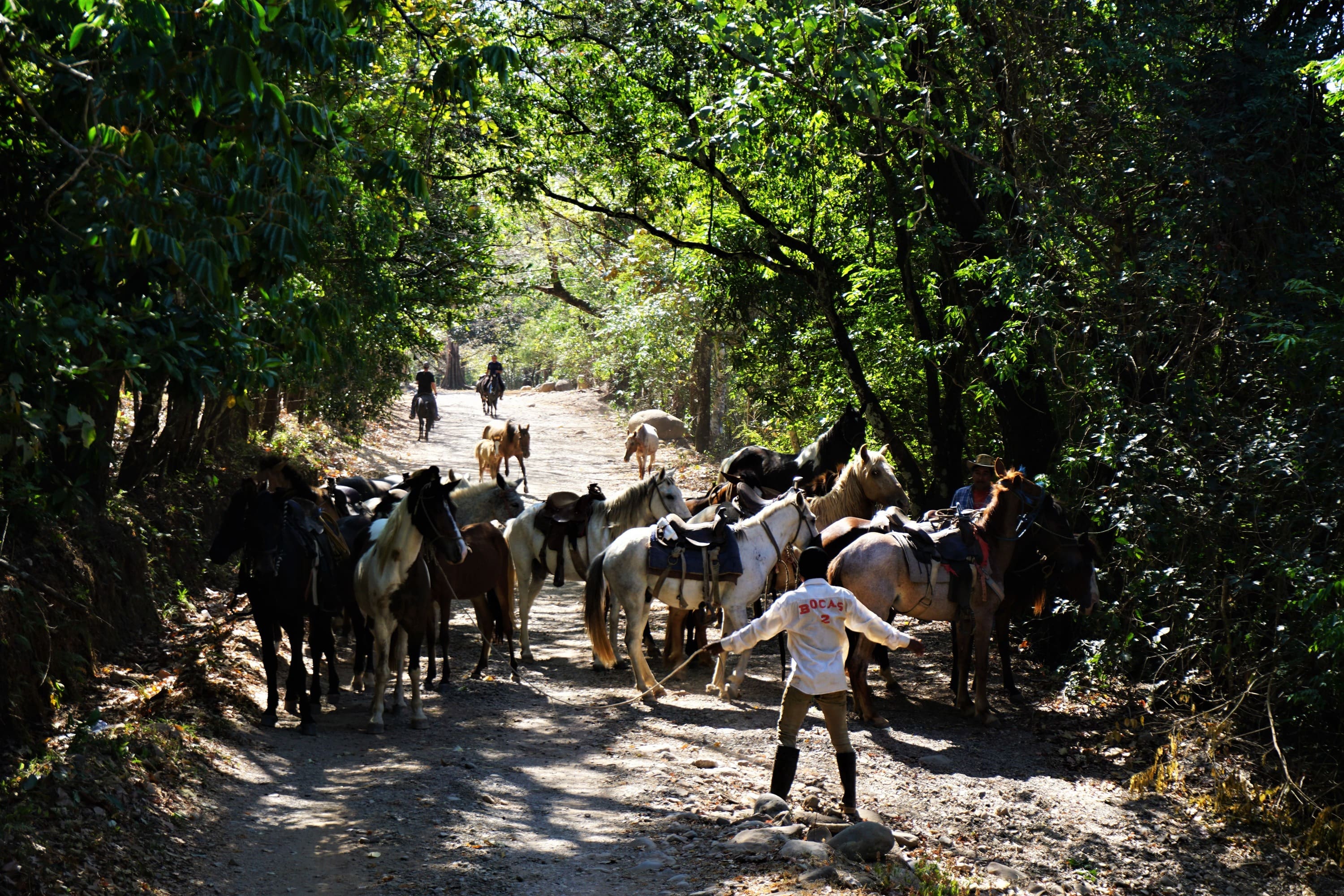 Heste på vejen til  igennem regskoven til Boquete. Foto. Kathrine Svejstrup