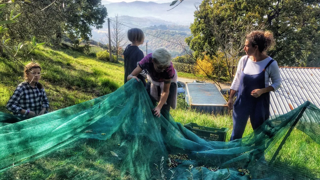 Oliven er en af de mange ting der høstes i Umbrien. Foto Lene Brøndum