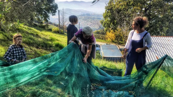 Oliven er en af de mange ting der høstes i Umbrien. Foto Lene Brøndum