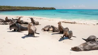 Søløver nyder solen på den hvide sandstrand ved Gardner Bay på Galápagosøerne. Foto Viktors Farmor