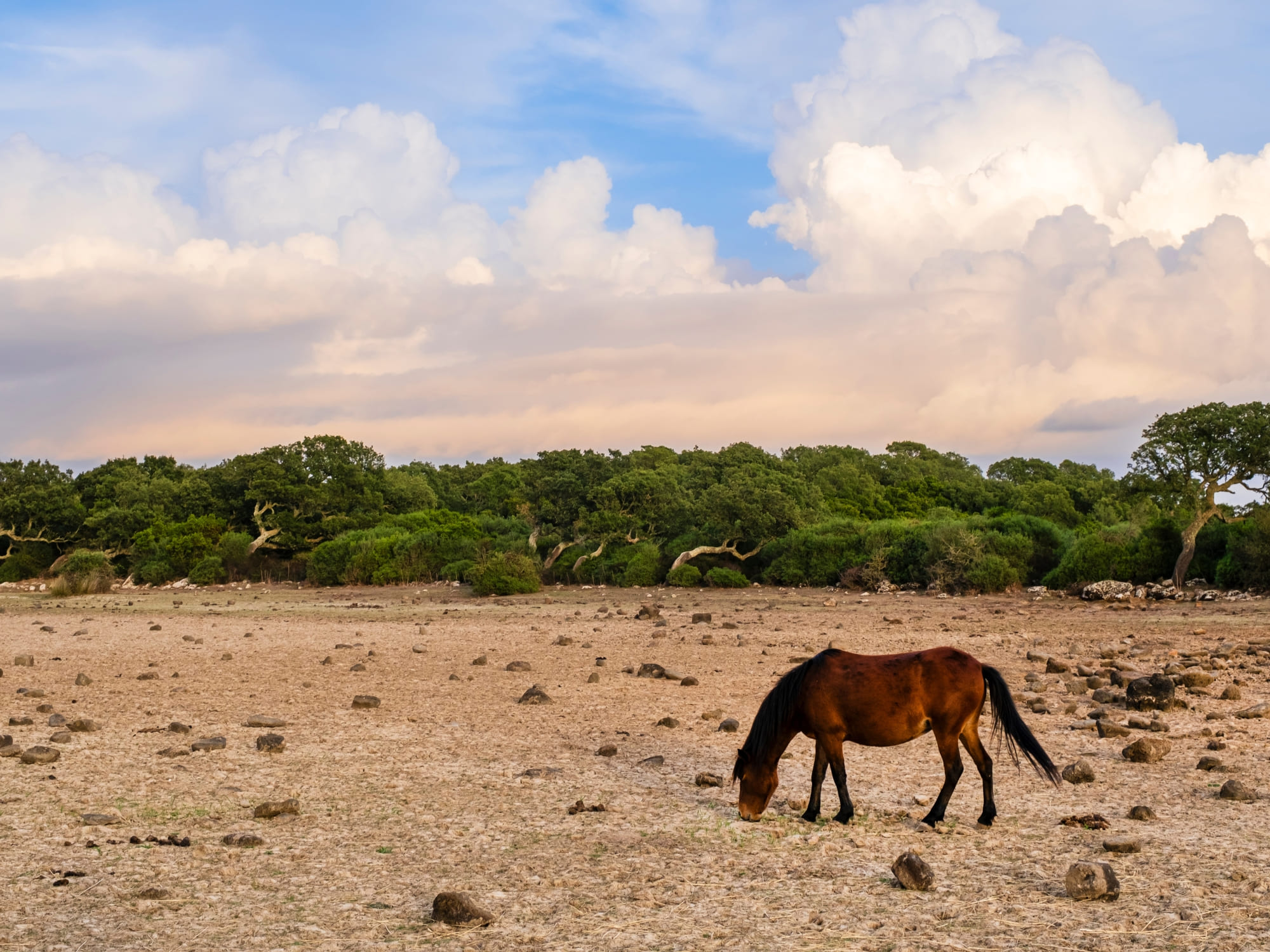Vi kigger efter de vilde heste i Parco della Giara. Foto Viktors Farmor