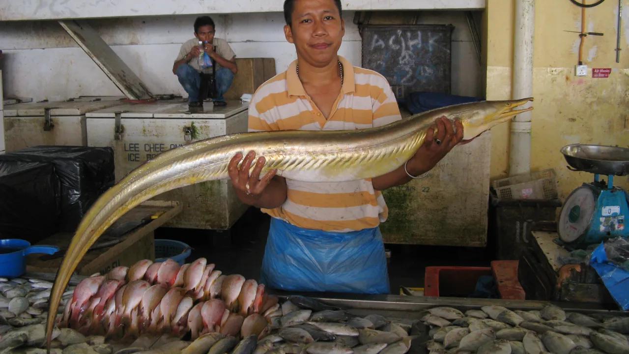 På fiskemarked i byen Sandakan er der både små og store fisk. Foto Hanne Christensen