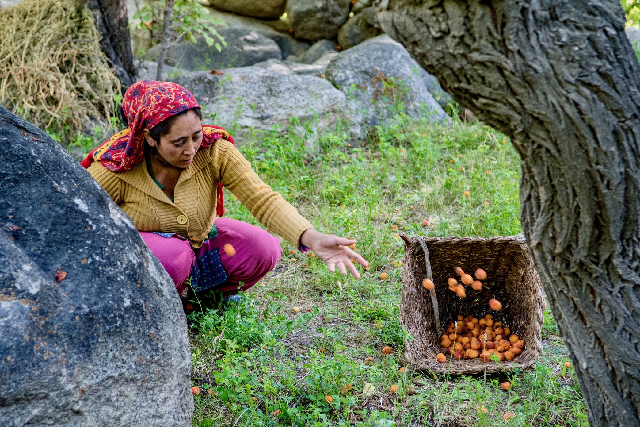 Abrikoser høstes. Abrikoser er et af de få frugttræer, der trives i Ladakhs tørre bjergklima. Foto Ashfaq Rah