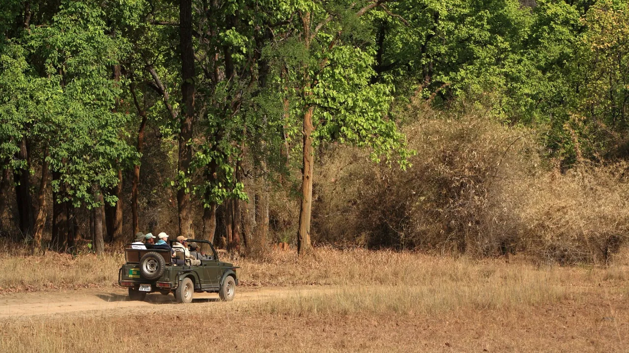 Safari i Bandhavgarh. Foto Anders Stoustrup