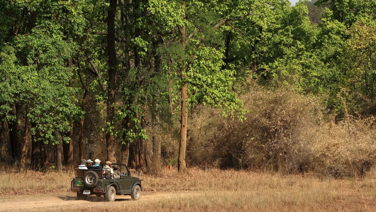 Safari i Bandhavgarh. Foto Anders Stoustrup