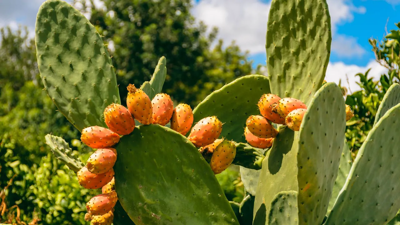 Vi besøger en familie, som dyrker figenkaktus. Vi hjælper med at tilberede en frokost, der baseres på kaktus. Foto Viktors Farmor