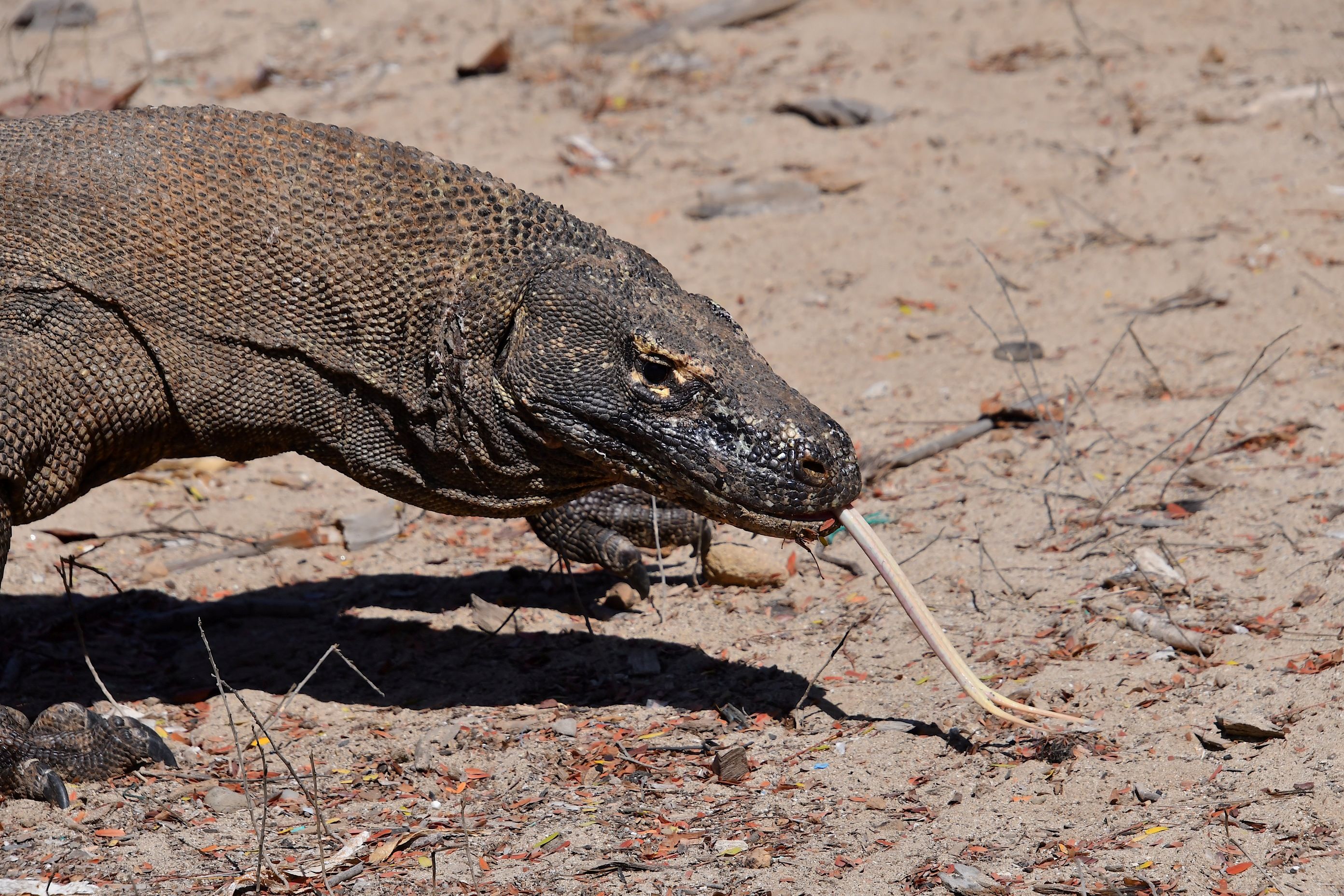 Komodovaranen lugter med tungen. Foto Hanne Christensen