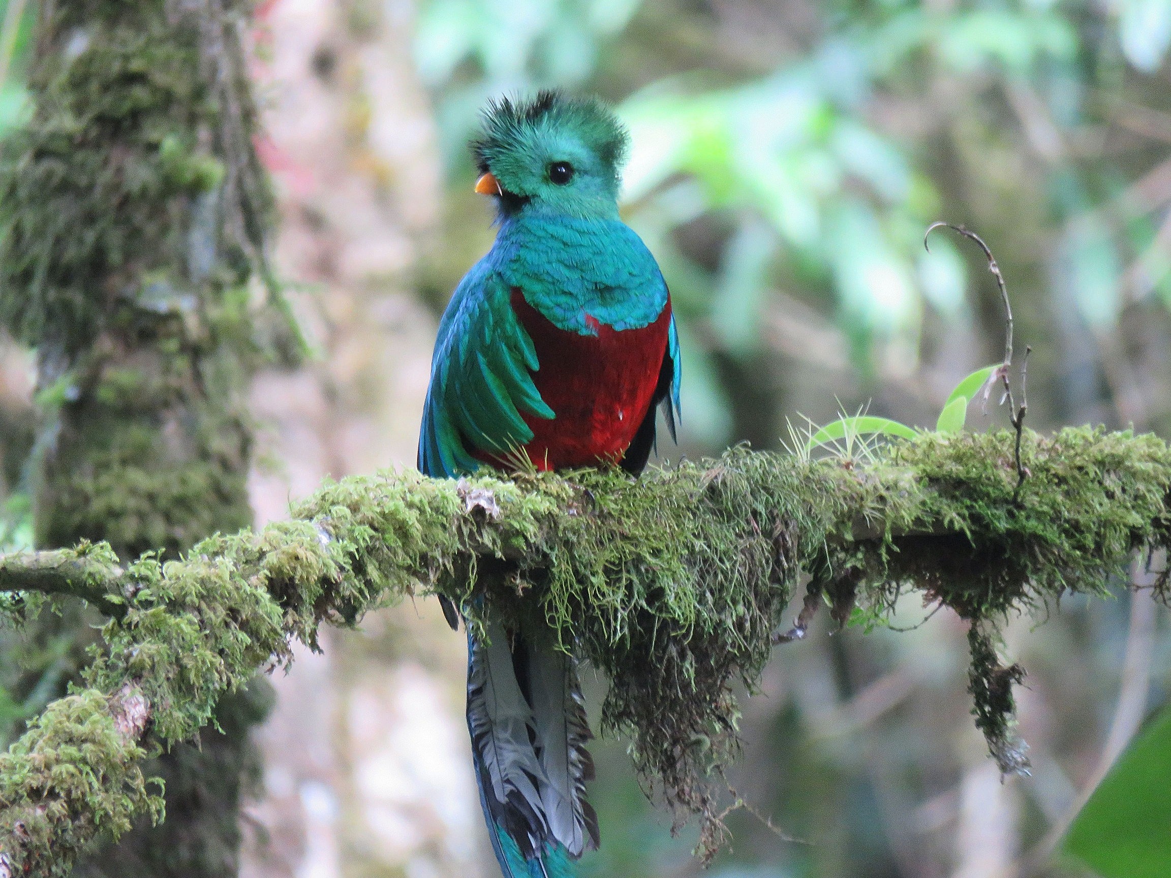 Den sky og smukke fugl quetzal, hvis grønne fjer før blev brugt som penge af mayaerne. Foto Viktor Gynther