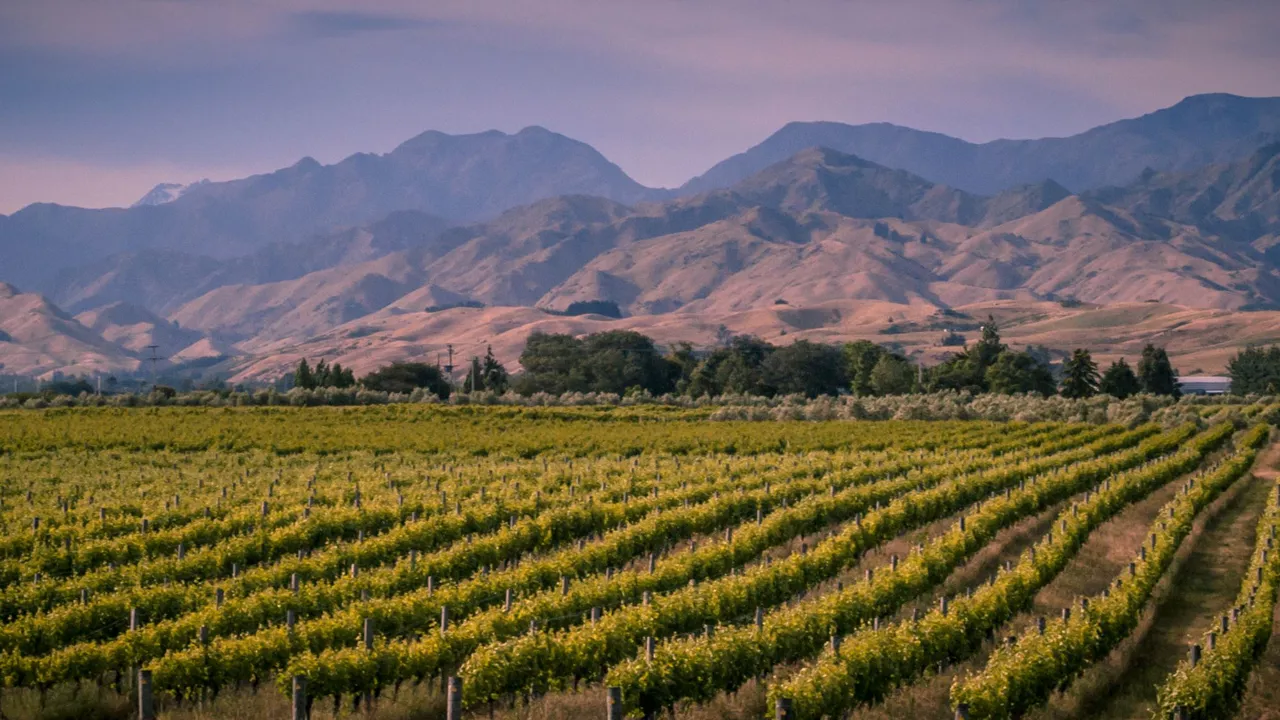 Størstedelen af New Zealands vine produceres i Marlborough. Foto Viktors Farmor