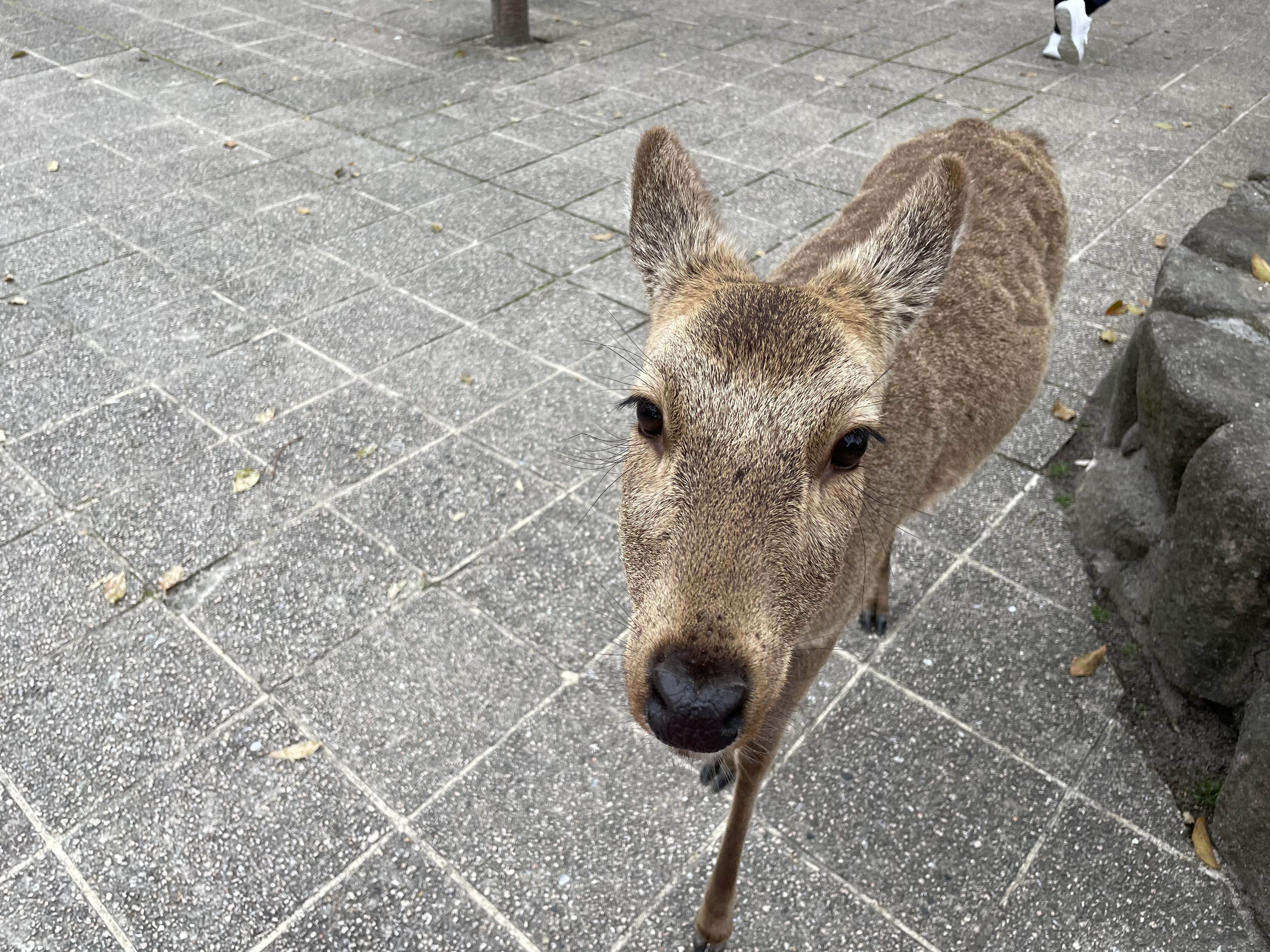 Hjorte går frit omkring på tempeløen Miyajima. Foto af Henriette Jensen