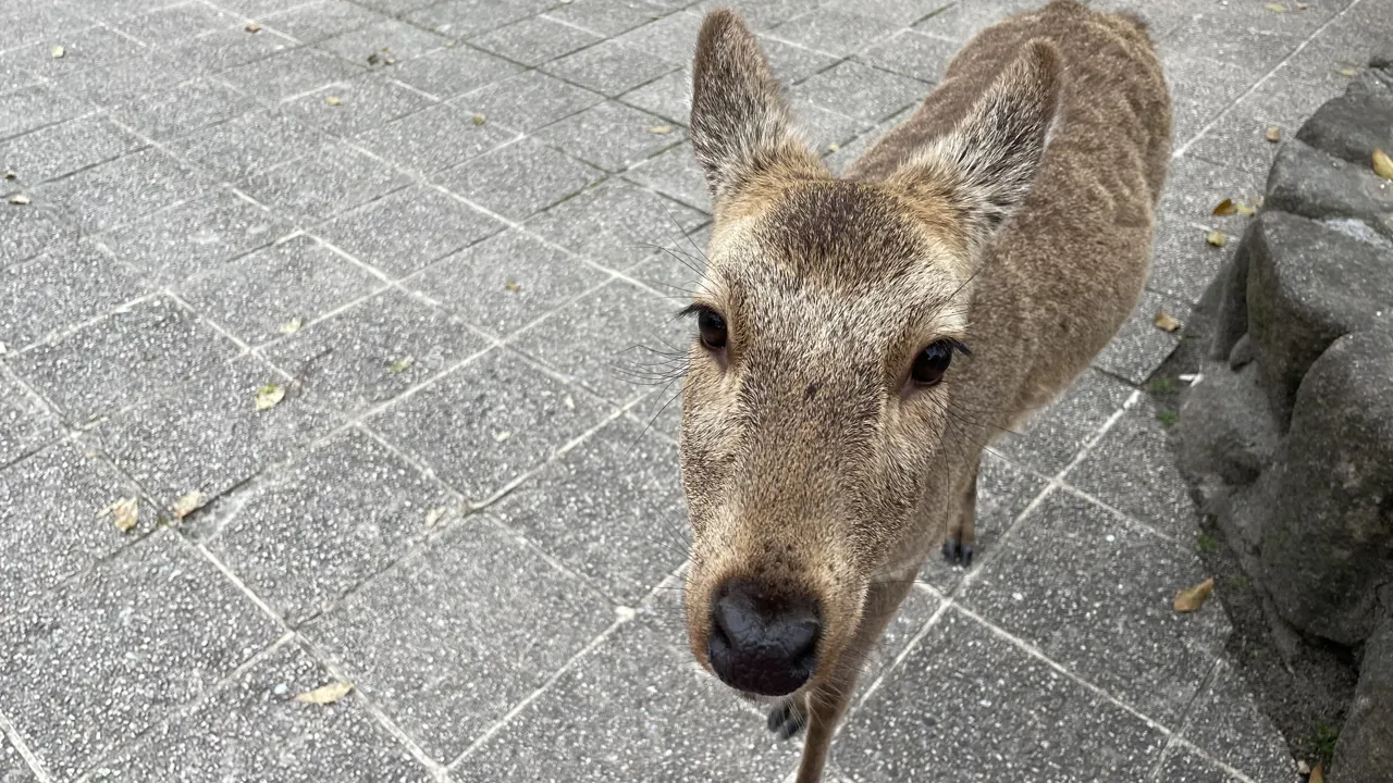 Hjorte går frit omkring på tempeløen Miyajima. Foto af Henriette Jensen