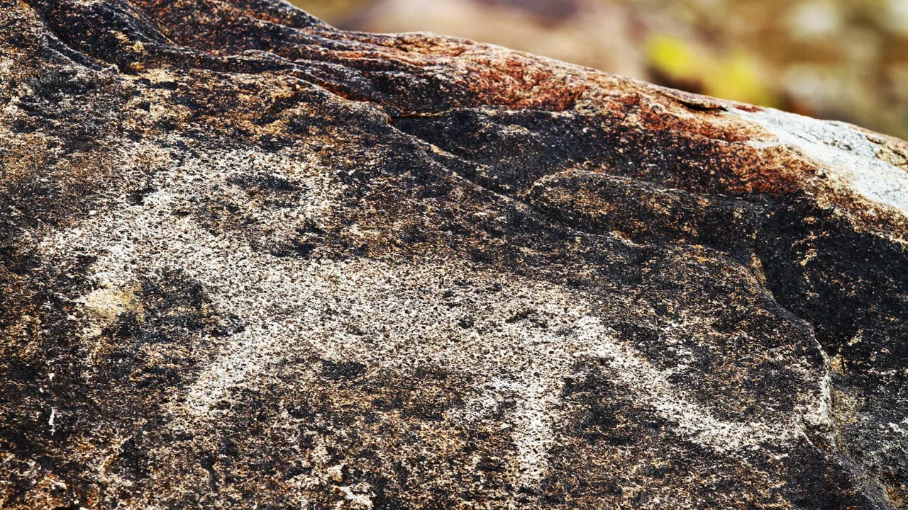 De berømte petroglyffer er skabt for 2000 år siden. Foto Finn L. Hansen