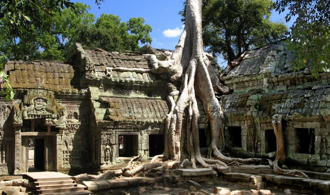 Der "udkæmpes en en kamp" mellem natur og arkitektur ved Ta Prohm templet. Foto  Viktors Farmor