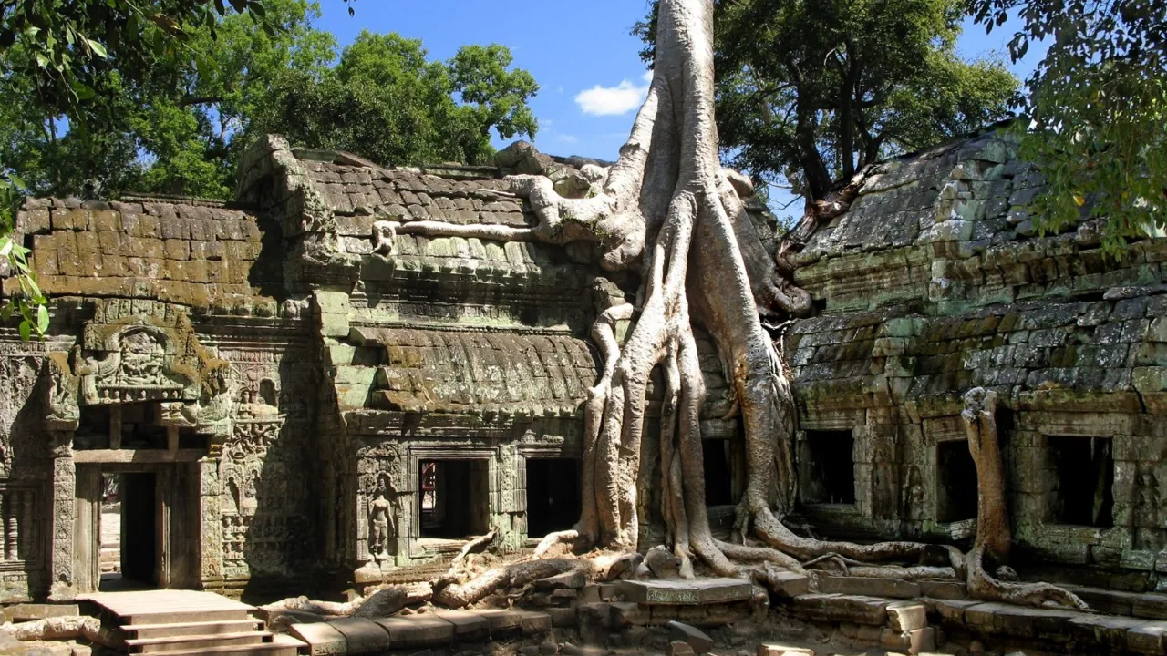 Der "udkæmpes en en kamp" mellem natur og arkitektur ved Ta Prohm templet. Foto  Viktors Farmor