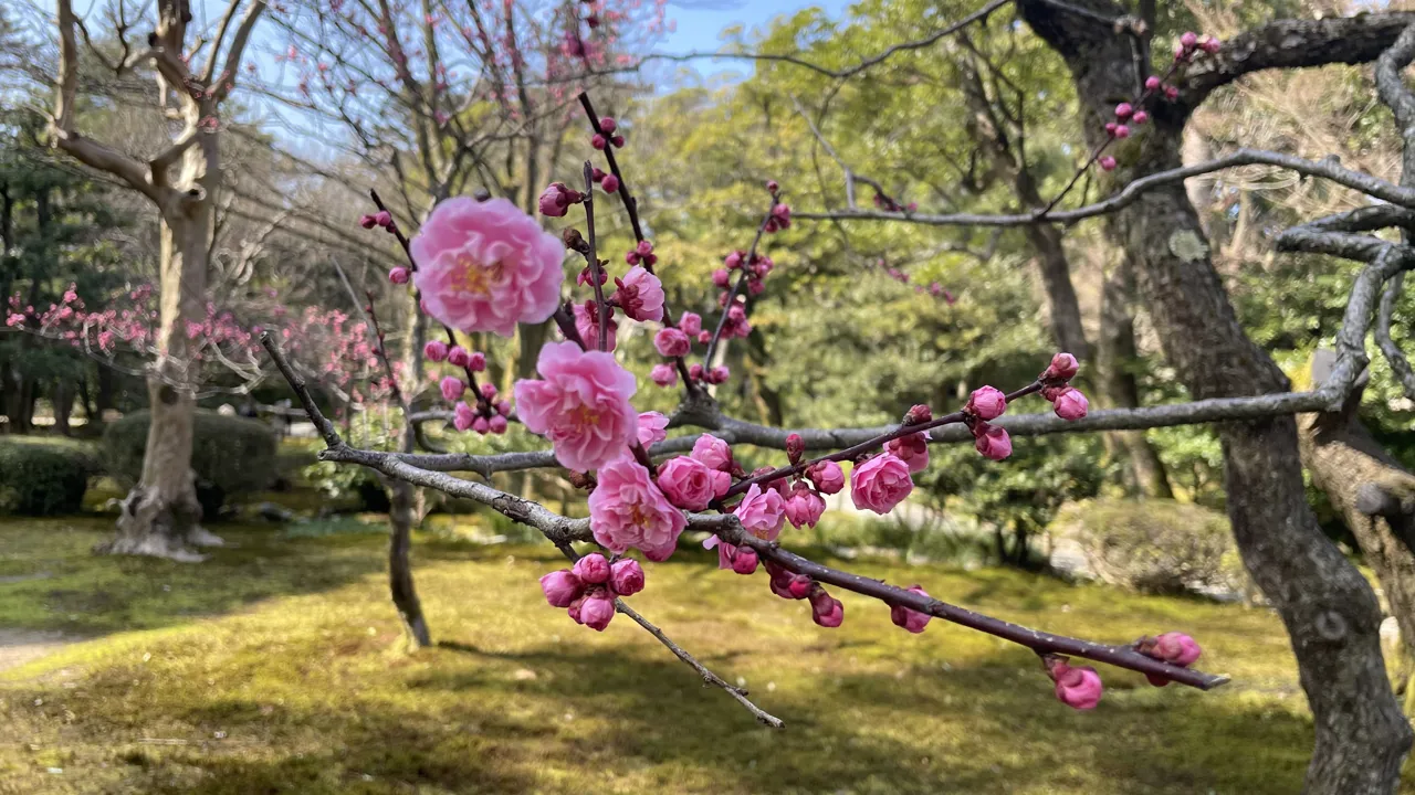 Kenroku haven i Kanasawa er en af Japans mest berømte haver. Foto af Henriette Jensen
