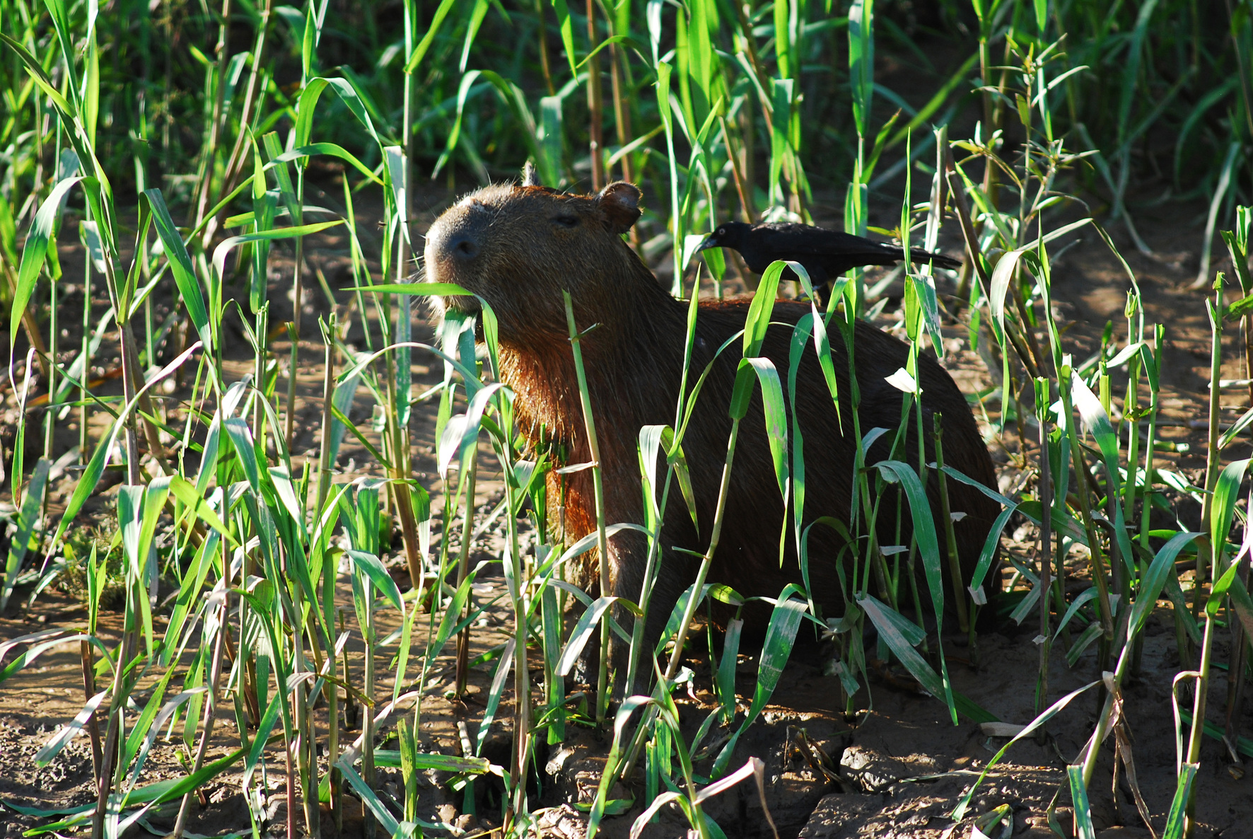 Kapivaren - også kaldet flodsvin - kan man være heldige at støde på langs floderne i Amazonas. Foto Heinz Plenfe Pardo