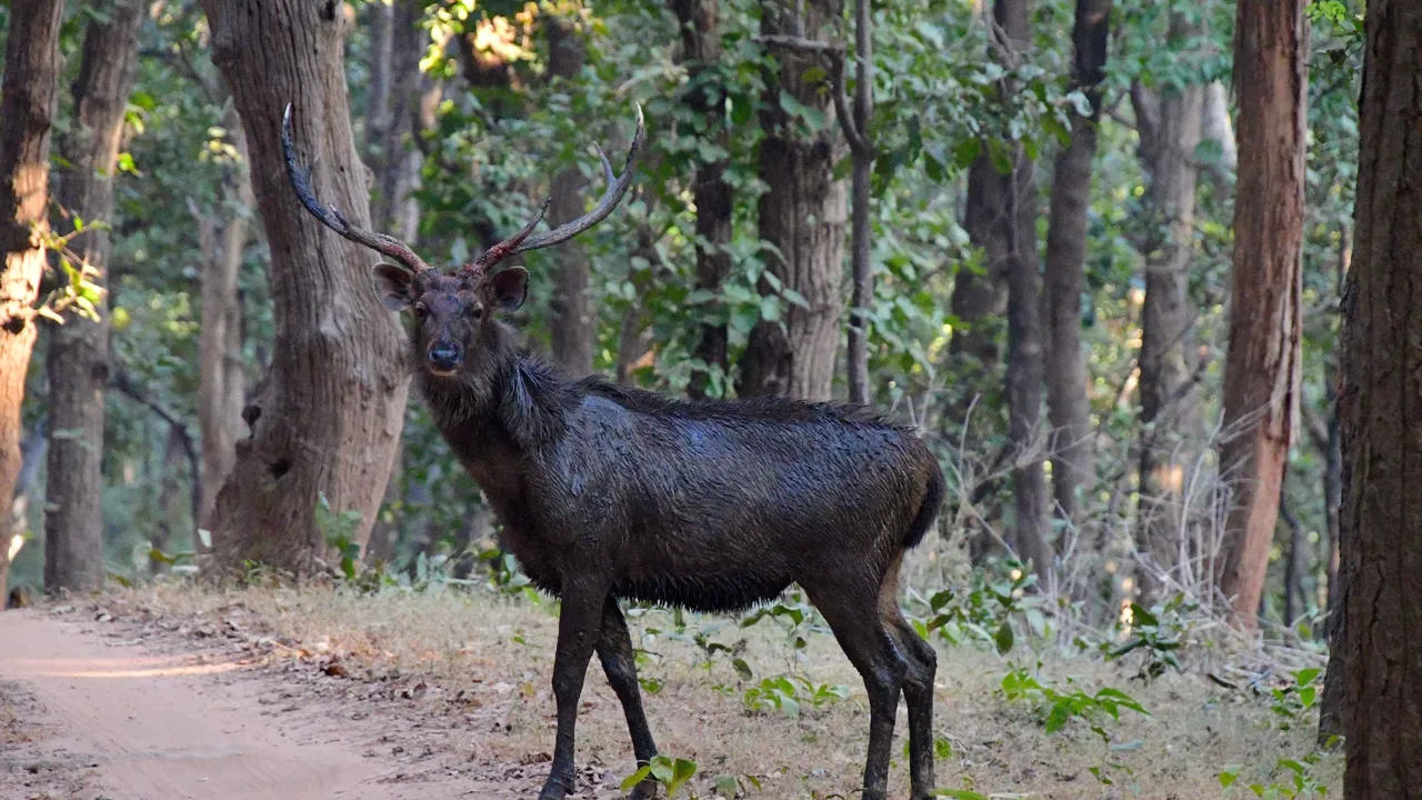 De store sambar-hjorte er et imponerende skue. Foto af Hanne Christensen