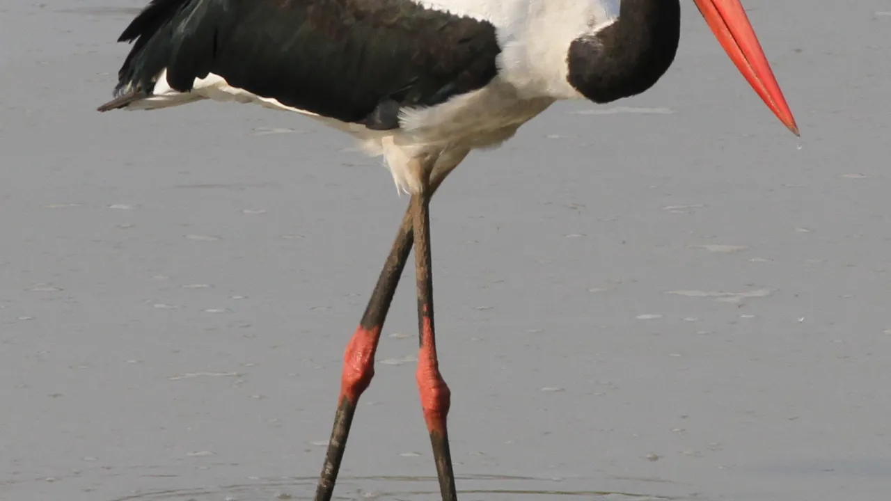 Saddelnæbbet stork er en af 6 storke-arter ved Malawi-søen. Foto Erik Hermansen