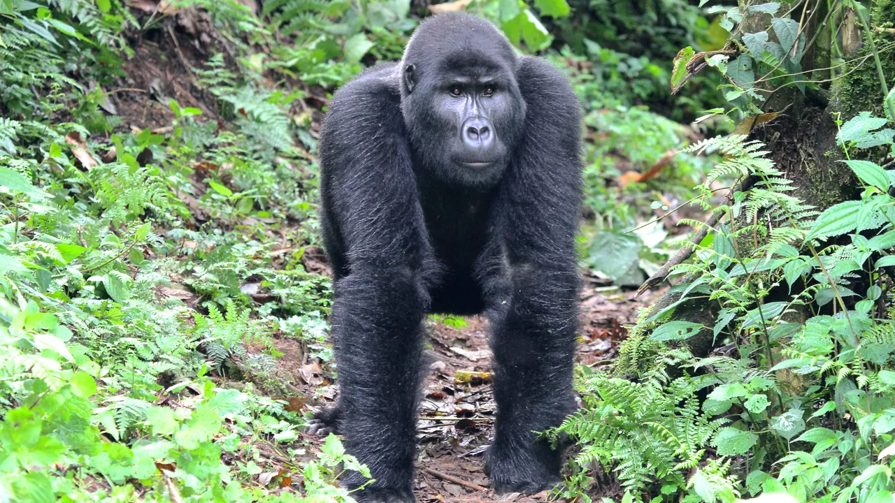De første kendetegn, når gorillaerne nærmer sig, er brummende lyde. Foto Erik Hermansen