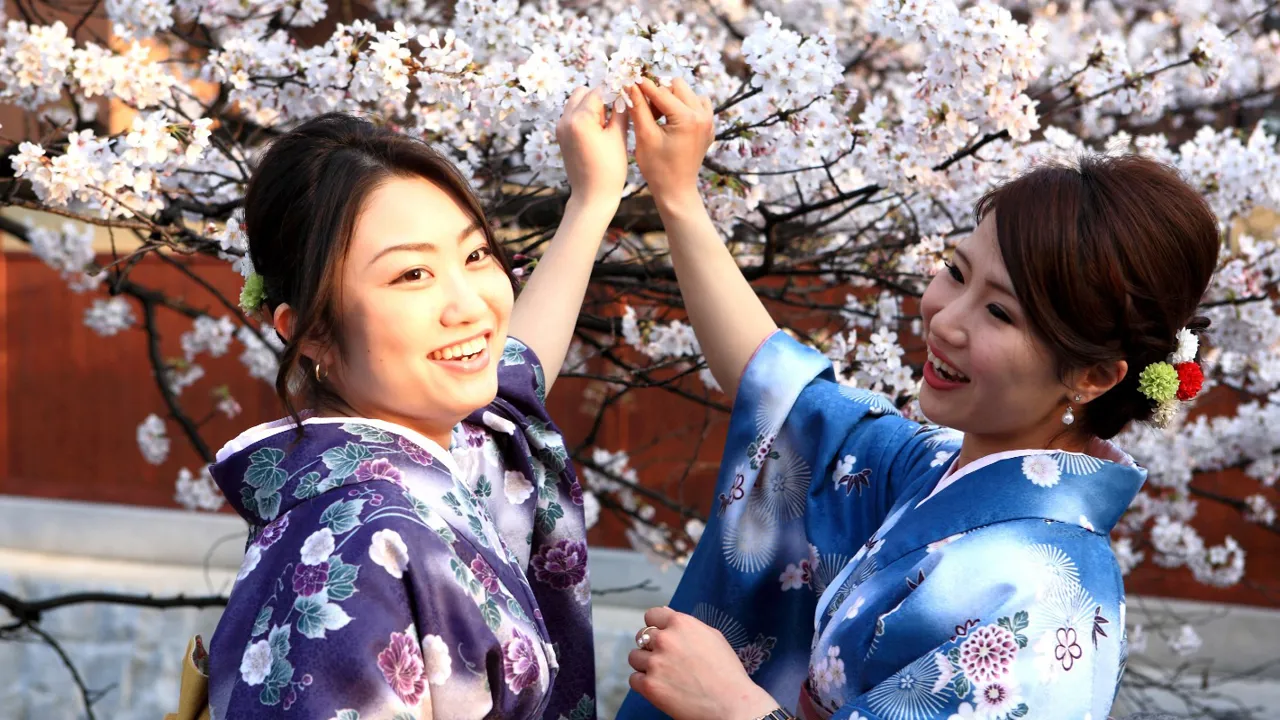 På forårsturene kan vi være heldige at se kirsebærtræerne blomstre. Foto Anders Stoustrup