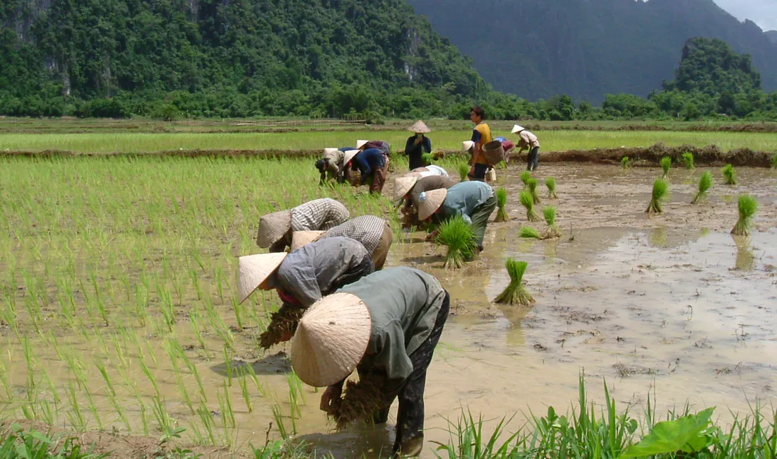 Det er hårdt arbejde at plante ris. Foto Kirsten Andersen