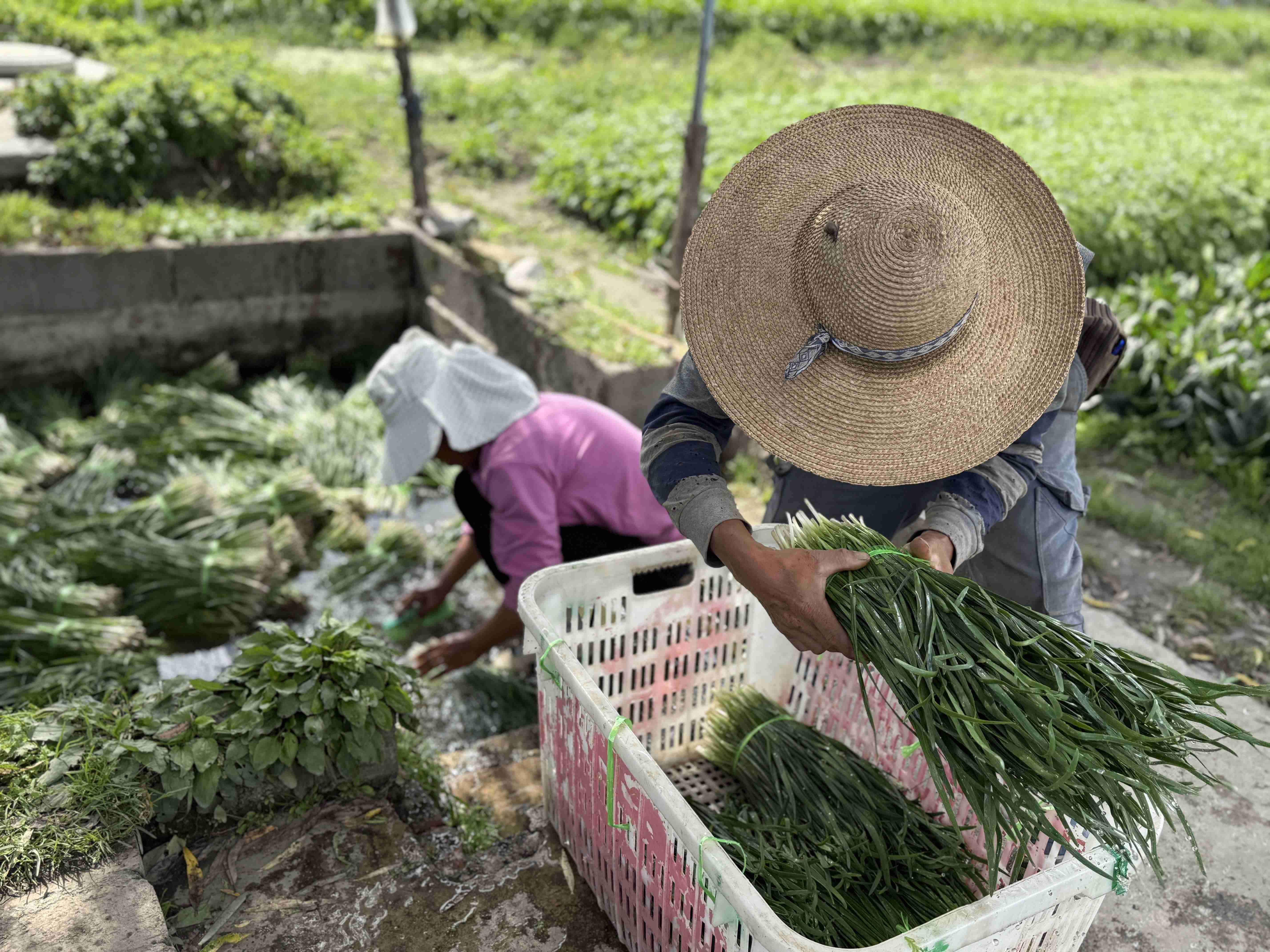 Udenfor bymurerne i Dali høstes der forårsløg. Foto Signe Bjørnskov Mynster