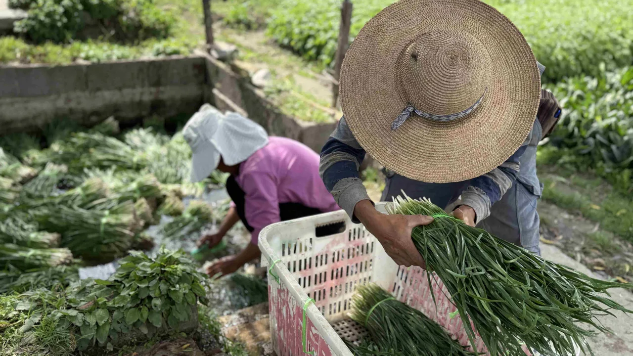 Udenfor bymurerne i Dali høstes der forårsløg. Foto af Signe Bjørnskov Mynster