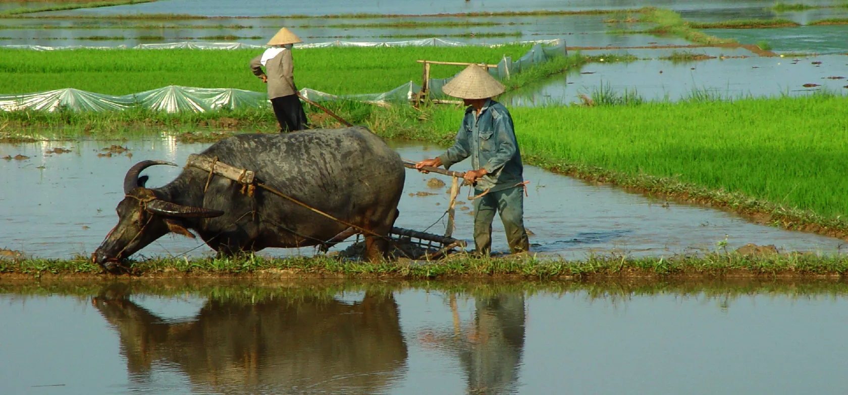 En vietnamesisk landmand bruger kvæg til at trække sin plov, oplev dette ved en rejse til Vietnam.