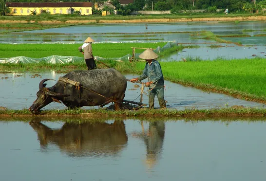 En vietnamesisk landmand bruger kvæg til at trække sin plov, oplev dette ved en rejse til Vietnam.