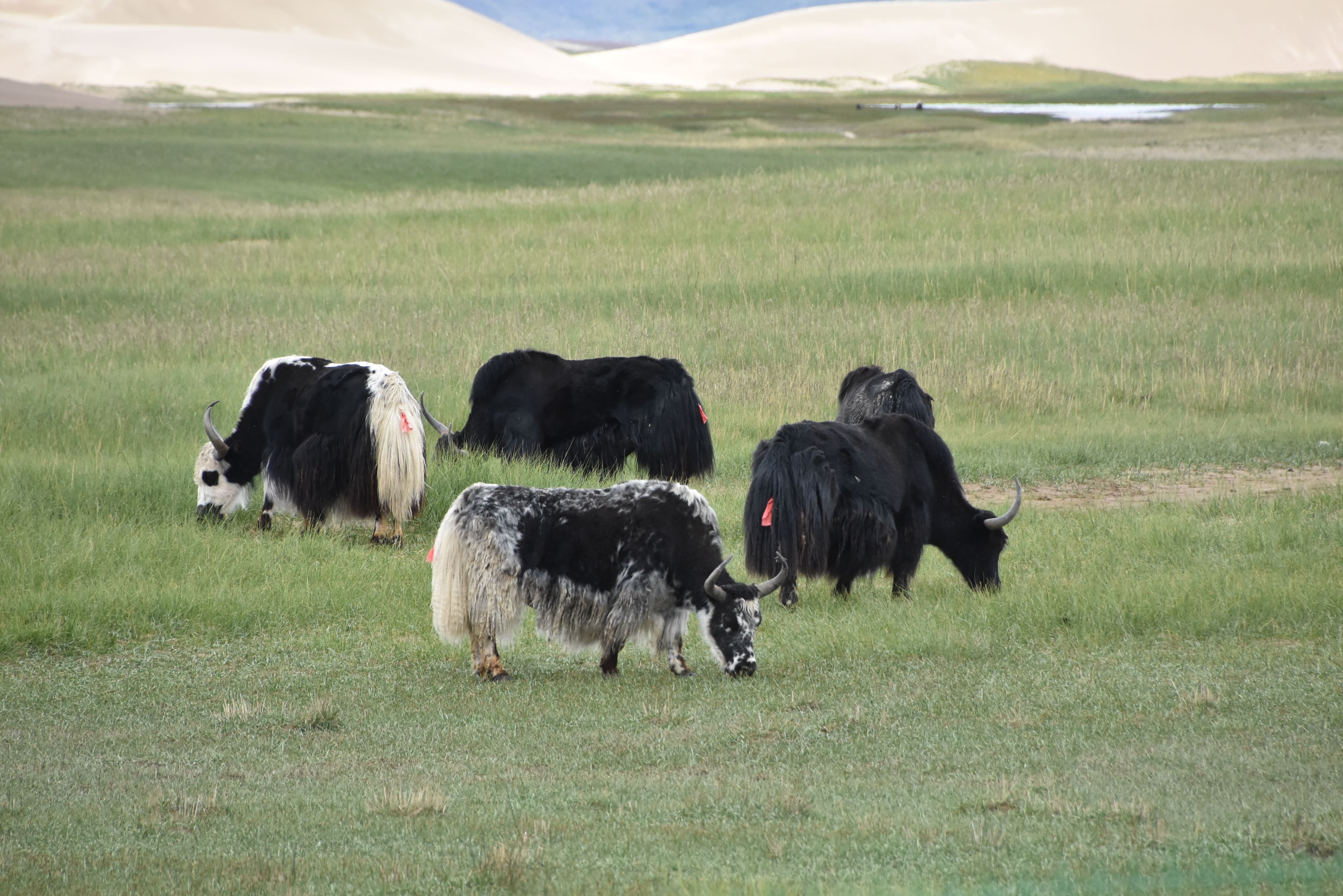 Yakokser bruges som ride-og lastdyr i Tibet. Foto Ulla Dons